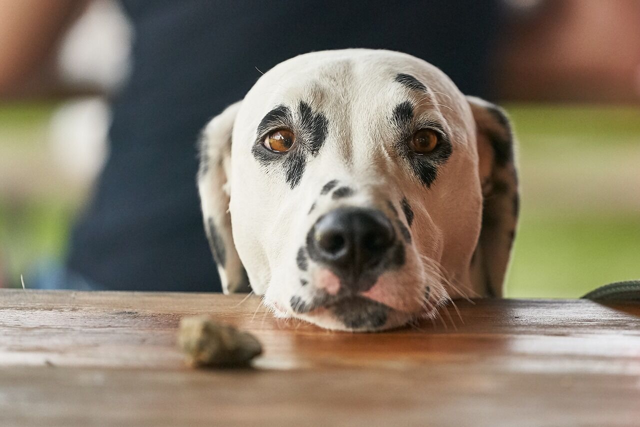 Begging dog